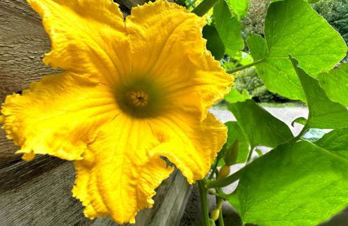 Fewo Horst_ grün. - Foto 28