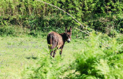 Quinta de Pindela - Natureza e Tradicao - Foto 52