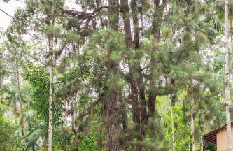 Dingo - Refugio romântico em meio à natureza - Photo 14