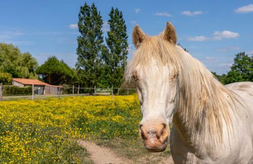 Domaine Des Coutelleries - Foto 11