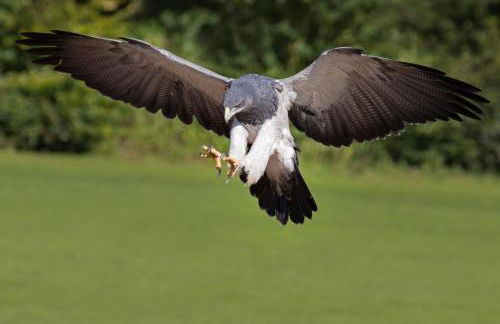 L'Aquila e L'Ulivo - Foto 13