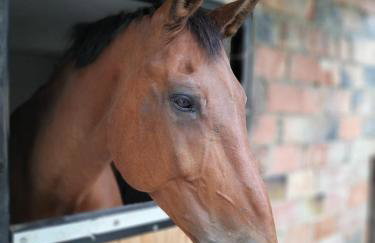 Ranczo Popowice - Foto 7