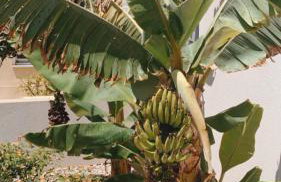 Ianthi Suite by Nymphes - Foto 10