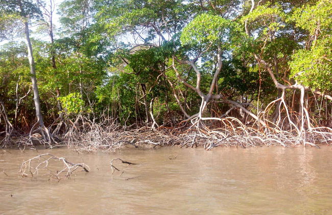 Tour privato del delta del fiume Parnaíba in fuoristrada - Foto 3
