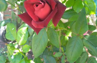 Martha's Villa - Foto 8