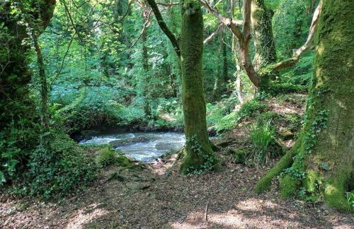 The Conifers 3 Room Small but Stylish Self Catering Bedsit Flat in Nature Reserve Free Eden taxi b4 9pm no lounge - Photo 29