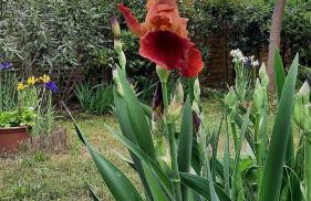 Maison lumineuse et spacieuse avec jardin arboré - Foto 9