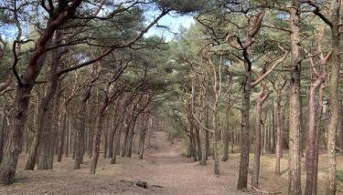 6 bed detached house Formby Royal Birkdale The Open 2026 - Foto 3