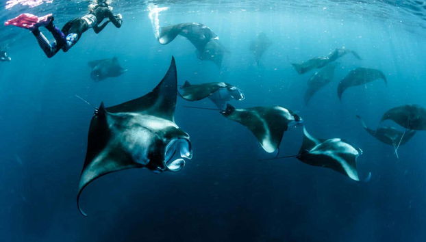 Underwater Wildlife Experience - Foto 4