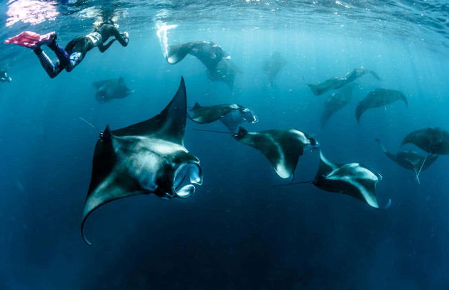 Snorkel con tiburones ballena y mantarrayas - Foto 4