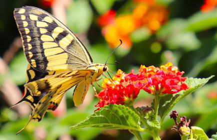 Country villa Sant' Elène- Appartamento Mirto - Foto 17