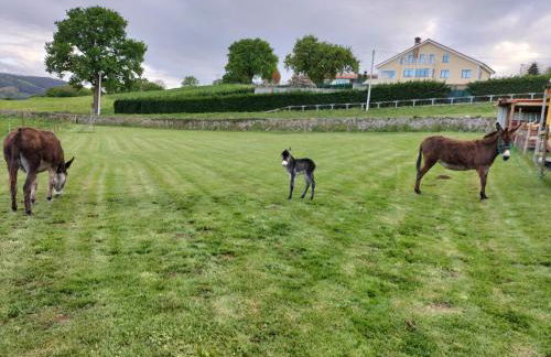 Apartamentos Rurales Sobremazas - Foto 15