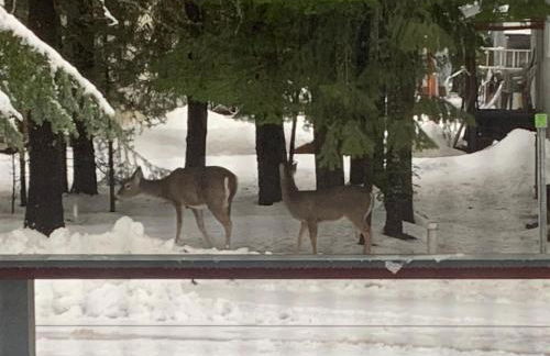 Beautiful Bungalow and Bunk House, Close to Lake - Foto 34