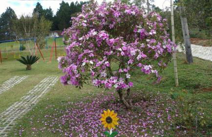 Sitio Oliveira Ibiuna - Foto 27