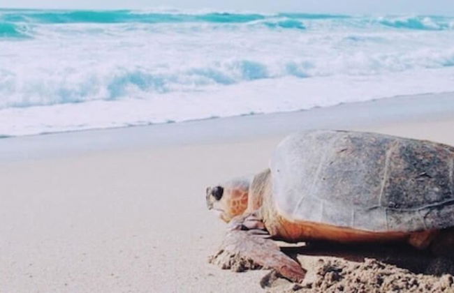 Thalassa Beach and Pool Villa - Foto 46