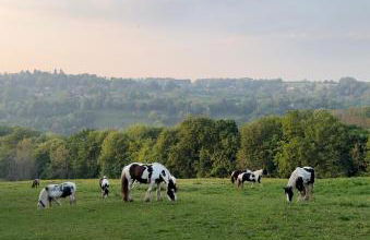 Cupcake Cottage: Quintessential Cotswold Cottage - Foto 23