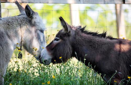 Casetta Tartuchino - Foto 15