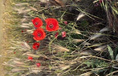 Casa Rural Renueva en Buendía - Foto 42