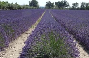 Bastidon Plein Sud - Photo 40