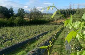 Quinta Vale Salgueiro - Foto 53