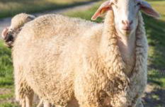 Am alten Deich - Foto 44