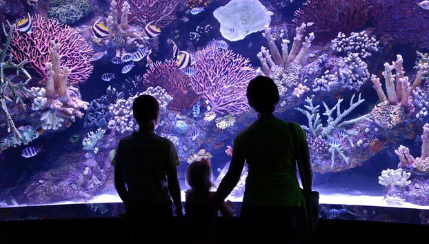 Alanya: Boleto de entrada al Acuario de Antalya con traslado al hotel - Foto 5
