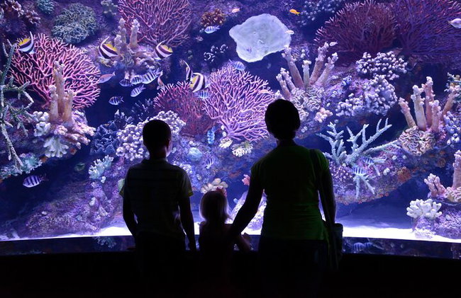 Alanya : Entrada al acuario de Antalya con traslado opcional - Foto 5
