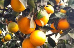 Pelion Malaki- Casa Verde - Foto 79