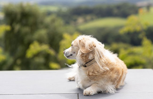 Fox Hill House in Haytor - Foto 49
