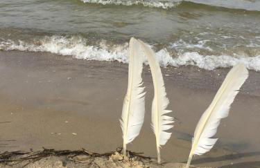 Ferienwohnung mit Terrasse - Insel Usedom - Foto 32