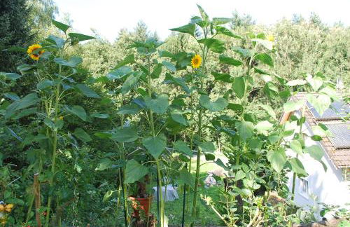 Casa Ramke - Foto 24