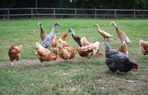 Mirror Houses Pound Farm - Meadow OOD - Foto 28