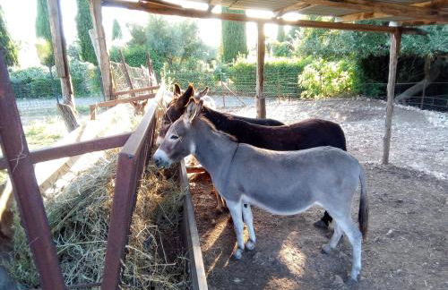Deliziosa casa sull albero a 30 minuti da Roma - Foto 31