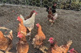 Lubie Apartments Lubieszewo - Foto 63