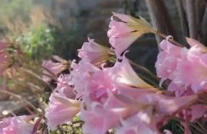 Πέτρινο - Foto 11