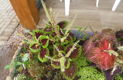 Villa Holística - Foto 70