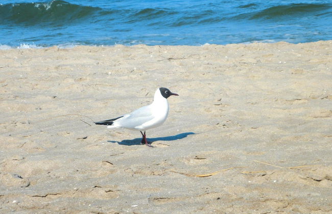 Residenz Seestern, Boltenhagen - Photo 23