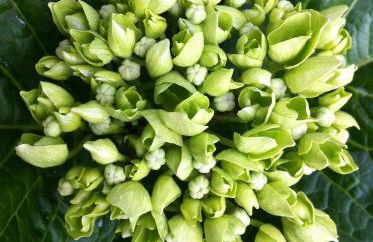 Eira das Carvalhas - Foto 18