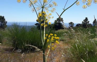 Melro-d' água - Foto 37