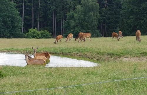 Ferienwohnung Robl - Foto 15