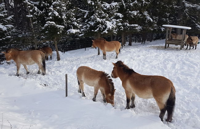 Wildnisresidenz am Nationalpark - Photo 47