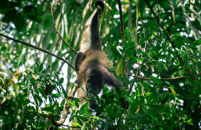 Excursión al Parque Nacional Manuel Antonio - Foto 7