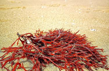 Villa Shamsi - heated pool and beach at 70mt - Foto 9