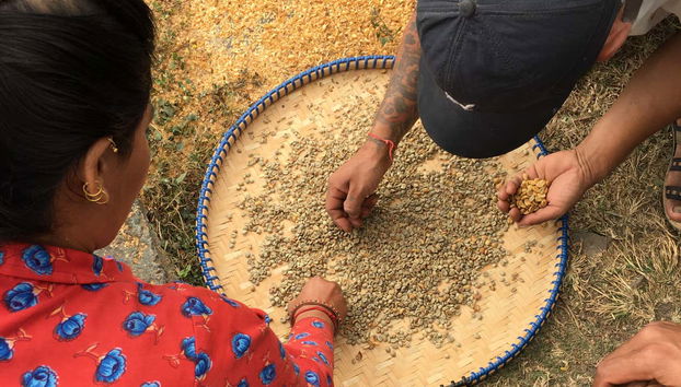 See how coffee is cultivated