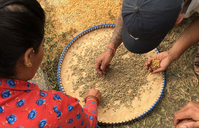 Excursión a los cafetales de Sarangkot - Foto 5