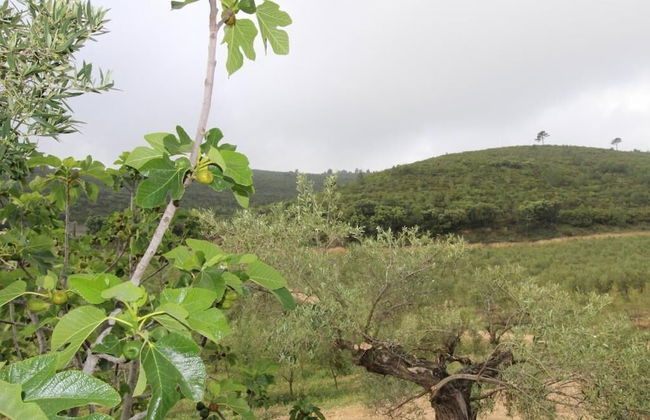 Masia Heredad La Boquilla - Foto 35