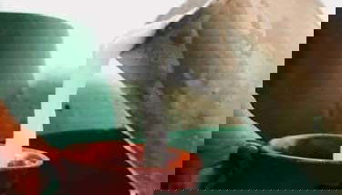 Conoceremos como se elabora el pulque