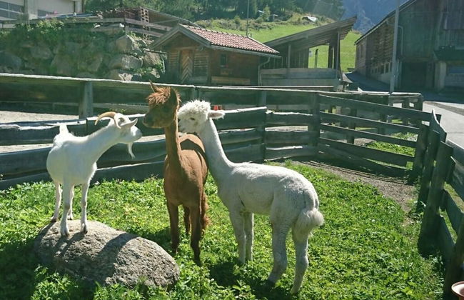 Biologische Pension & Boerderij "de Veitenhof" - Foto 13