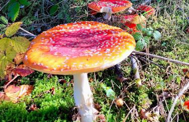 Fewo Silberborn - Weserbergland (Fam. Oehler) - Foto 34