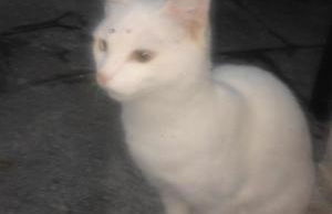 Casa Ramonda - Foto 12